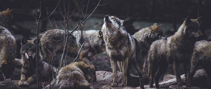 wolves 
