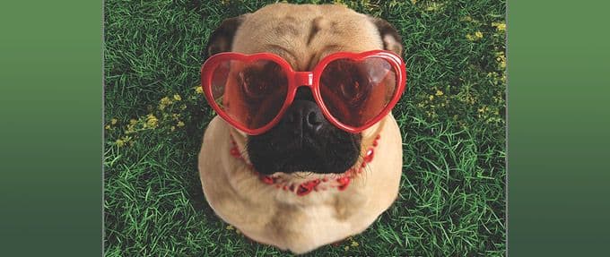 Must Love Dogs! Read an Excerpt From Pug Actually, a New Romance Novel